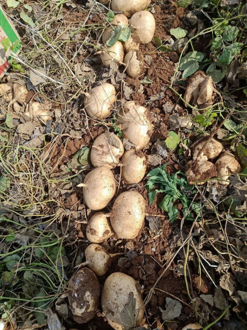 豆薯