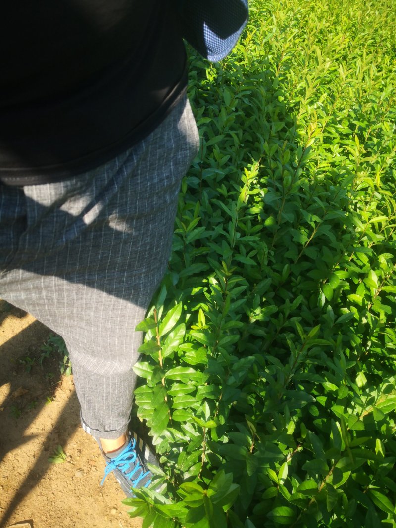【推荐】水蜡小叶女贞水蜡播种苗金叶水蜡紫叶水蜡全国供货