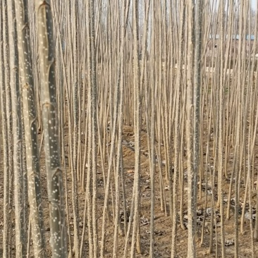 107无絮速生杨，植树造林绿化苗吧经济苗