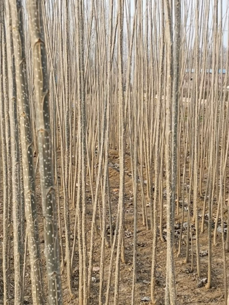 107无絮速生杨，植树造林绿化苗吧经济苗