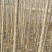 107无絮速生杨，植树造林绿化苗吧经济苗