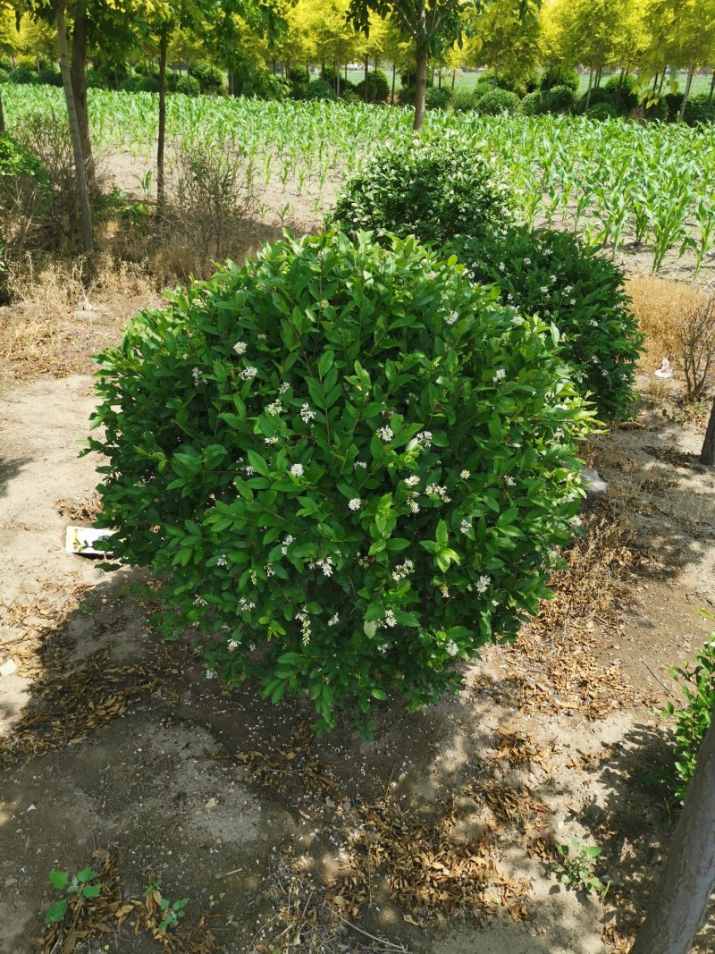【推荐】水蜡小叶女贞水蜡播种苗金叶水蜡紫叶水蜡全国供货
