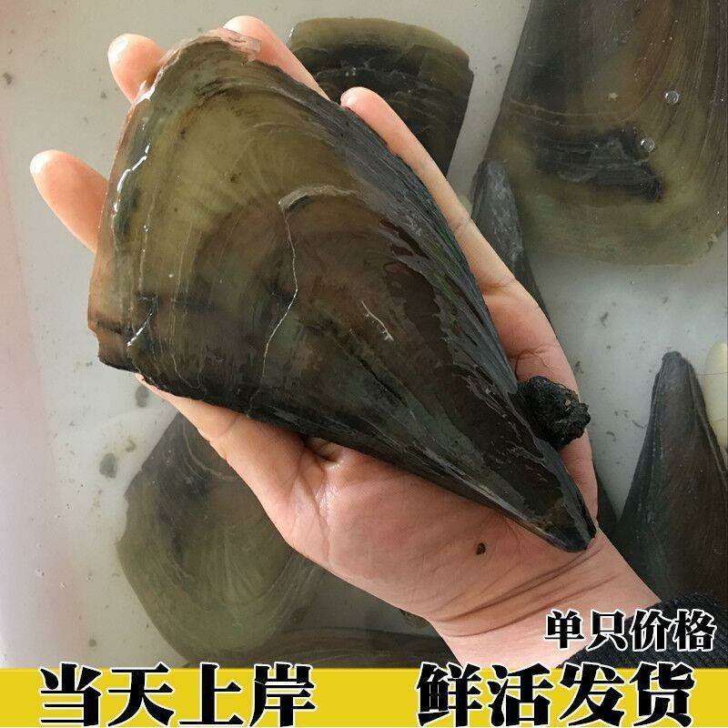 新鲜海鲜青贝鲜活大带子绿甲绿贝海鲜水产贝类