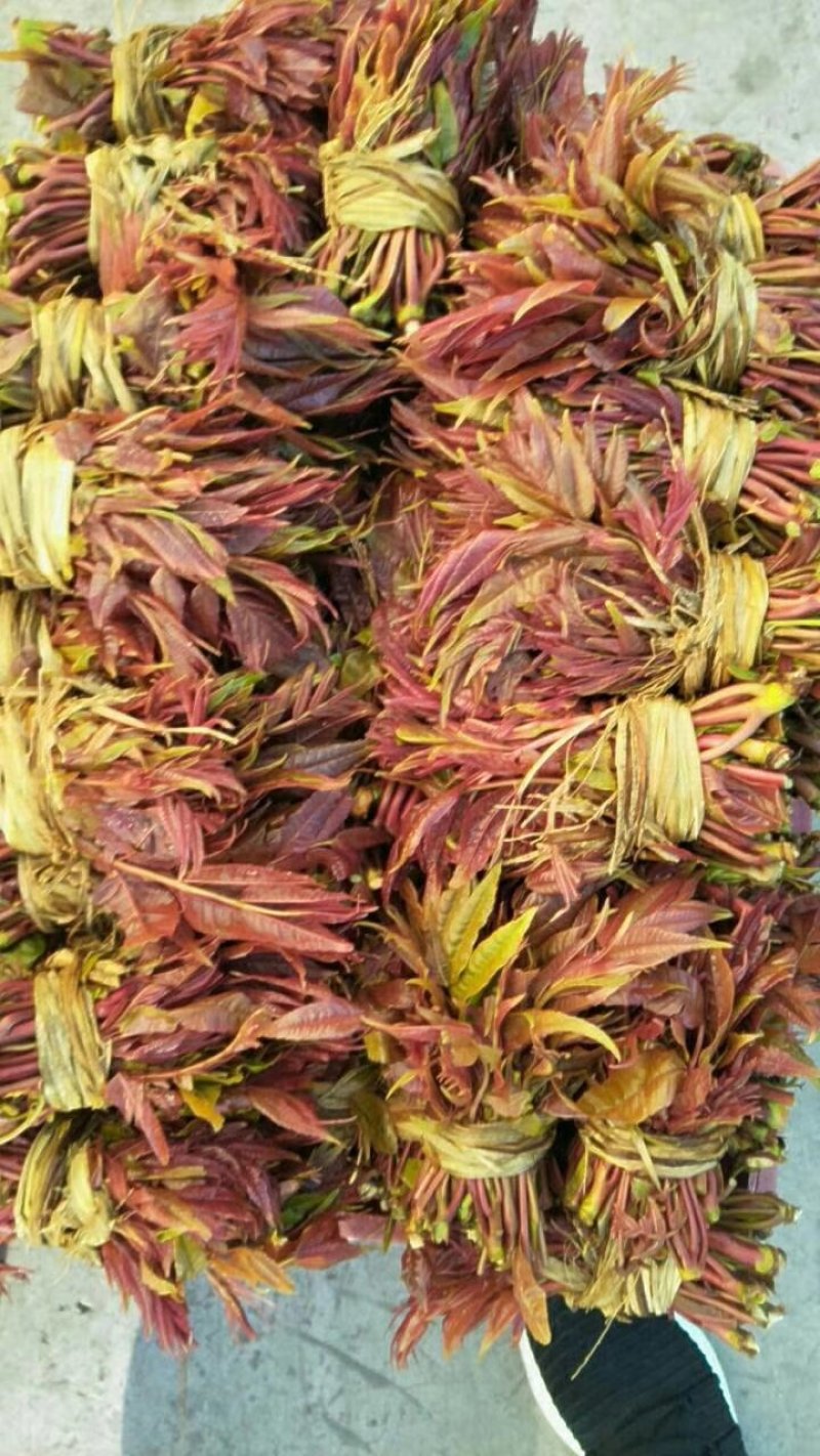 野菜批发