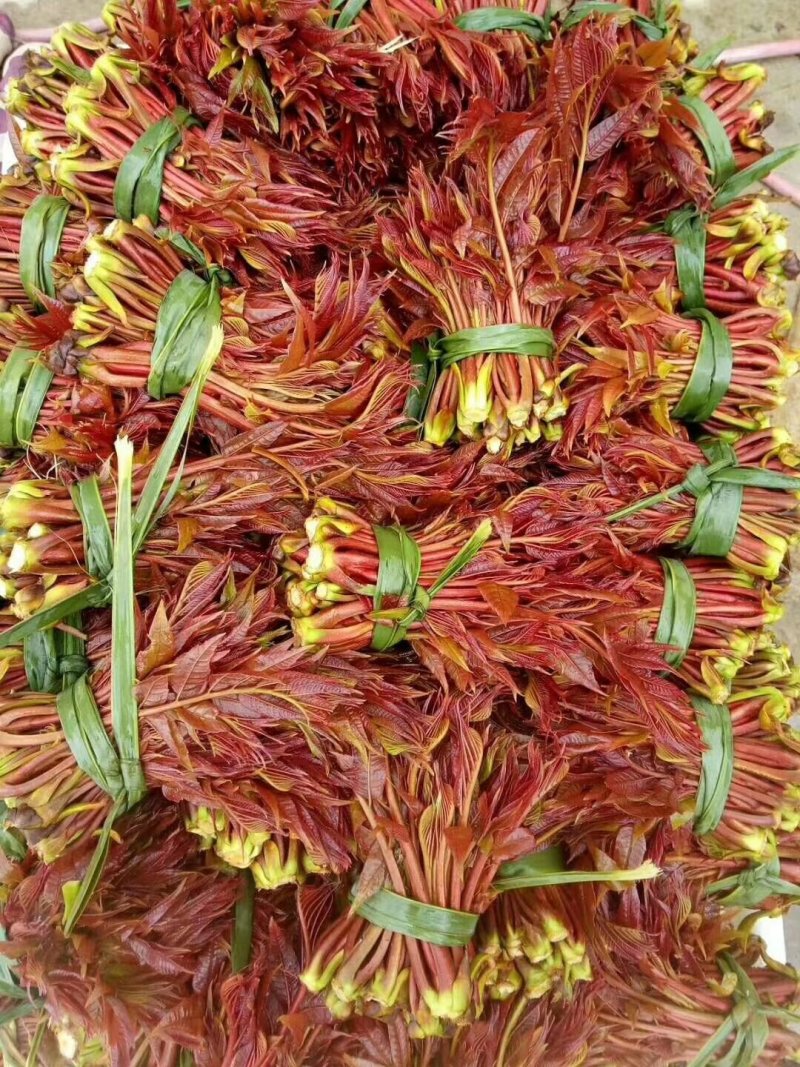 野菜批发