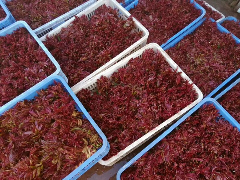 野菜批发