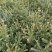 裸根云杉苗30至80量大