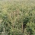 裸根云杉苗30至80量大