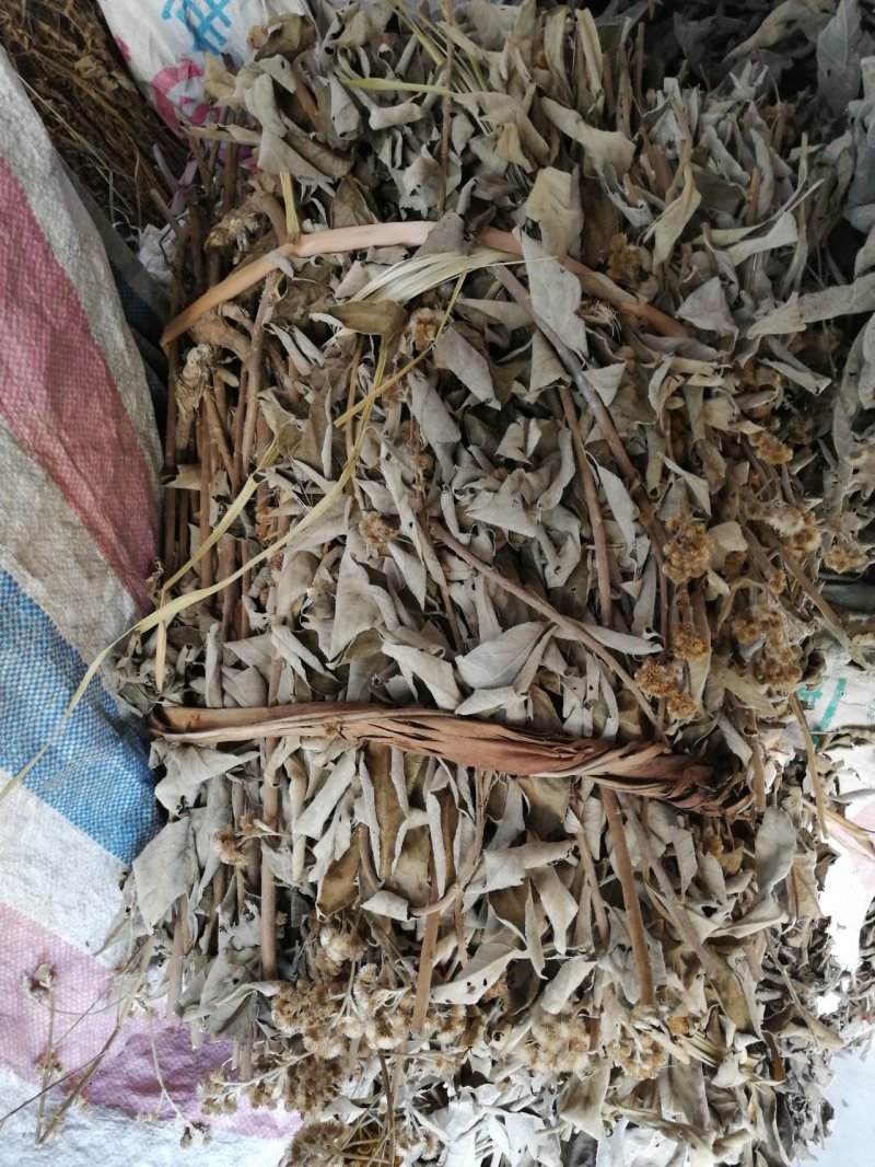 长期供应（山白芷）白面风、毛老虎、土白芷、山芷梅、