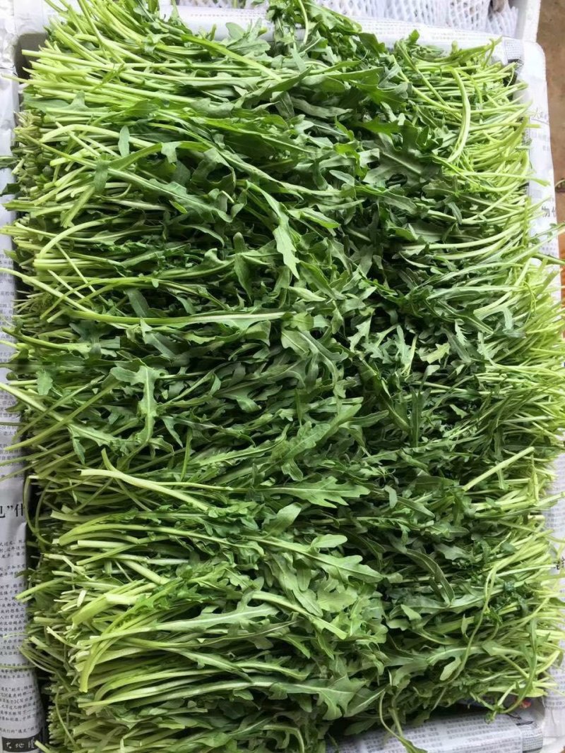 野菜，西菜专卖