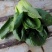 野菜，西菜专卖