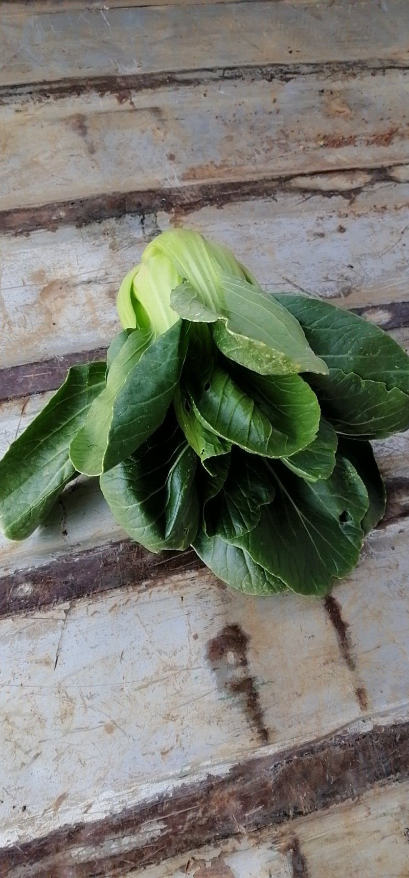 野菜，西菜专卖
