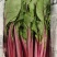 野菜，西菜专卖