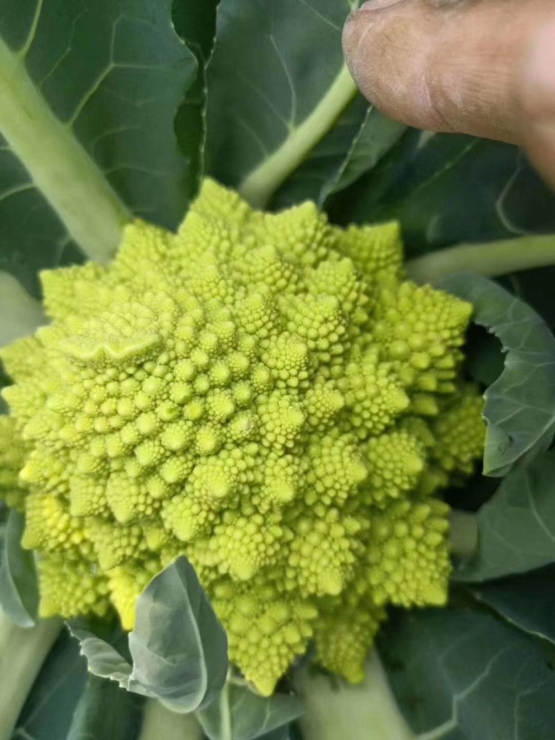 野菜，西菜专卖