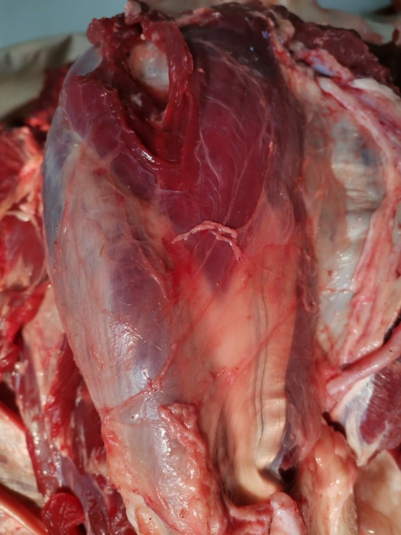 鲜牛肉纯小家牛，全国各地可接单，产地直发
