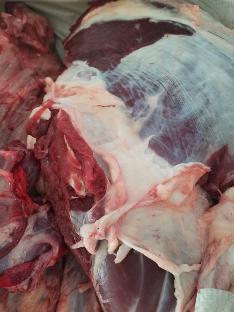 鲜牛肉纯小家牛，全国各地可接单，产地直发