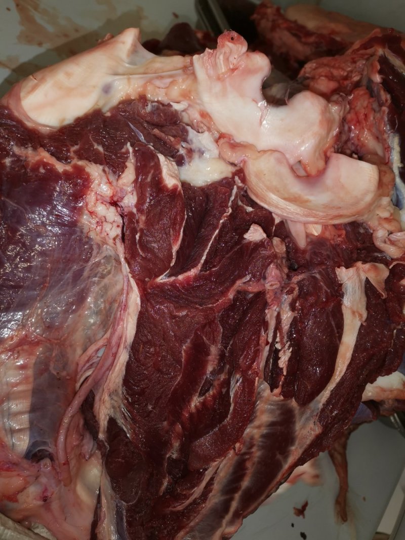鲜牛肉纯小家牛，全国各地可接单，产地直发