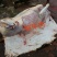 鲜牛肉纯小家牛，全国各地可接单，产地直发