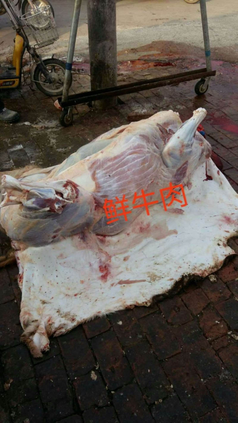鲜牛肉纯小家牛，全国各地可接单，产地直发