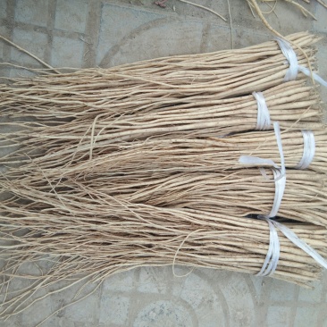 甘肃（包邮）白条党参苗子（大中小号）质量有保障欢迎选购
