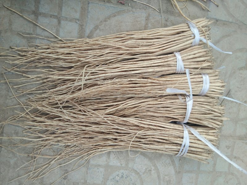 甘肃（包邮）白条党参苗子（大中小号）质量有保障欢迎选购