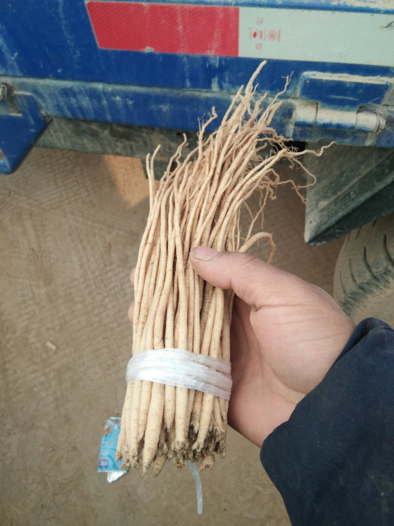 甘肃（包邮）白条党参苗子（大中小号）质量有保障欢迎选购