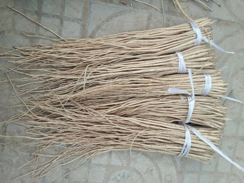 甘肃（包邮）白条党参苗子（大中小号）质量有保障欢迎选购