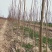 玉兰3-5公分自己种植的