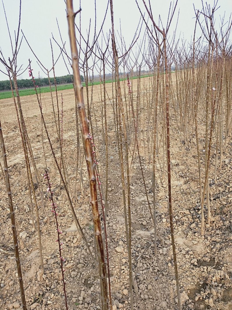 玉兰3-5公分自己种植的