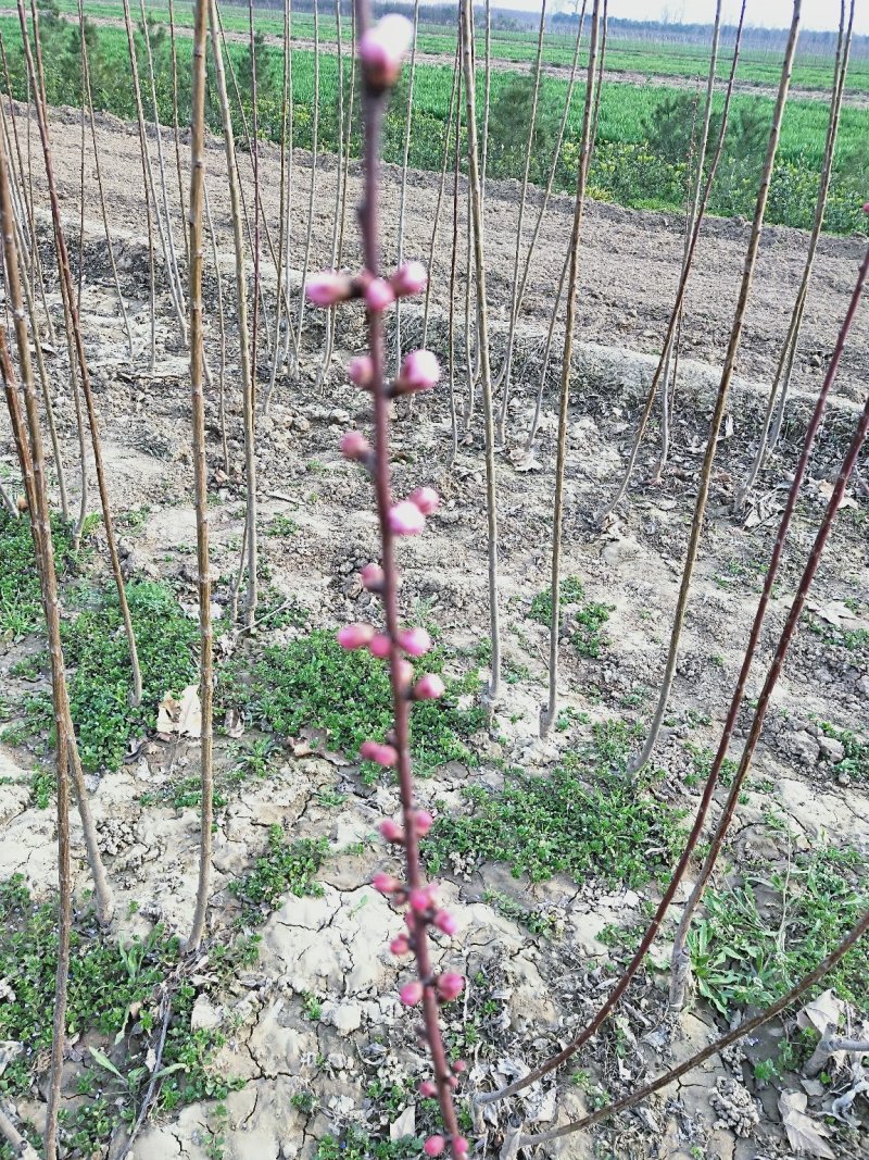 玉兰3-5公分自己种植的