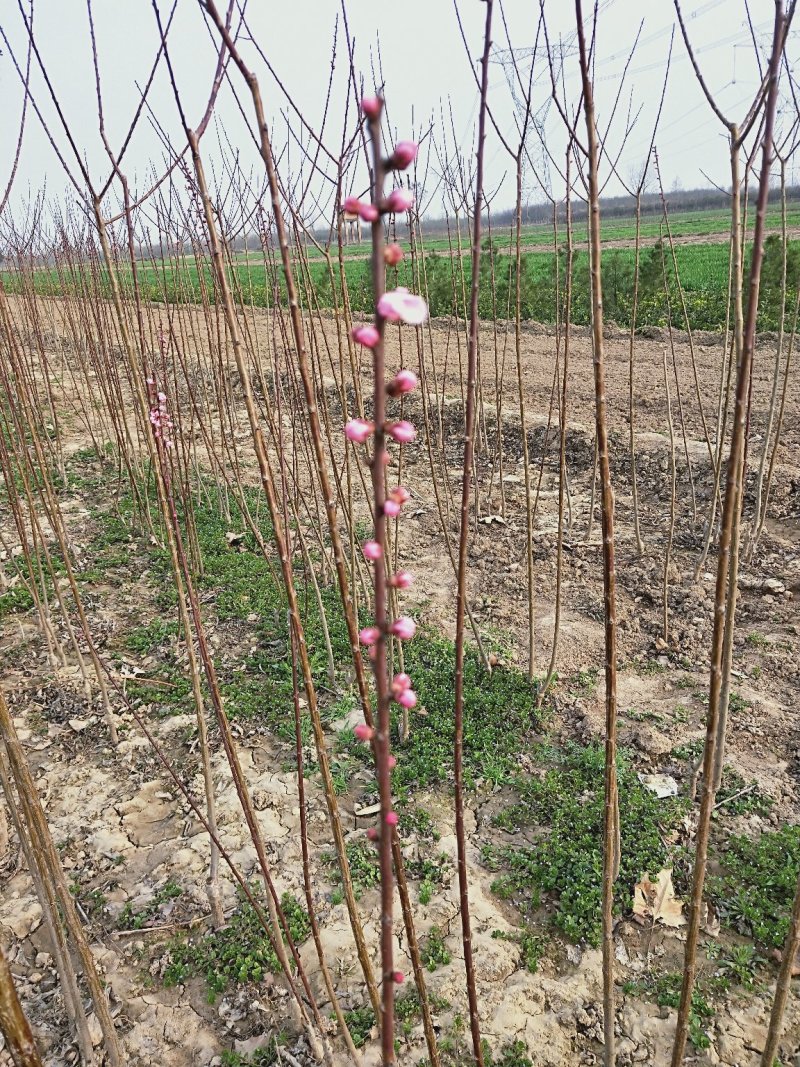 玉兰3-5公分自己种植的