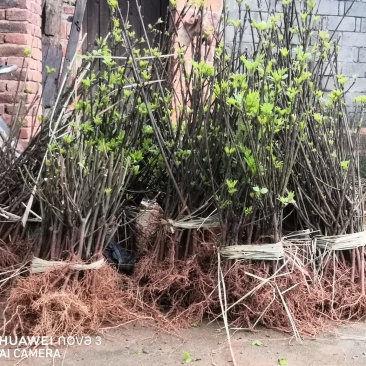 给湖南客户挖1000棵苗