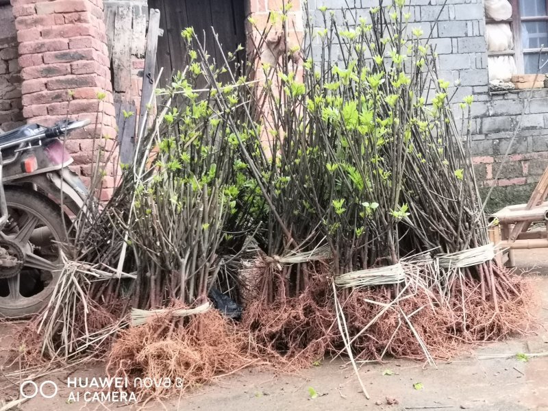 给湖南客户挖1000棵苗