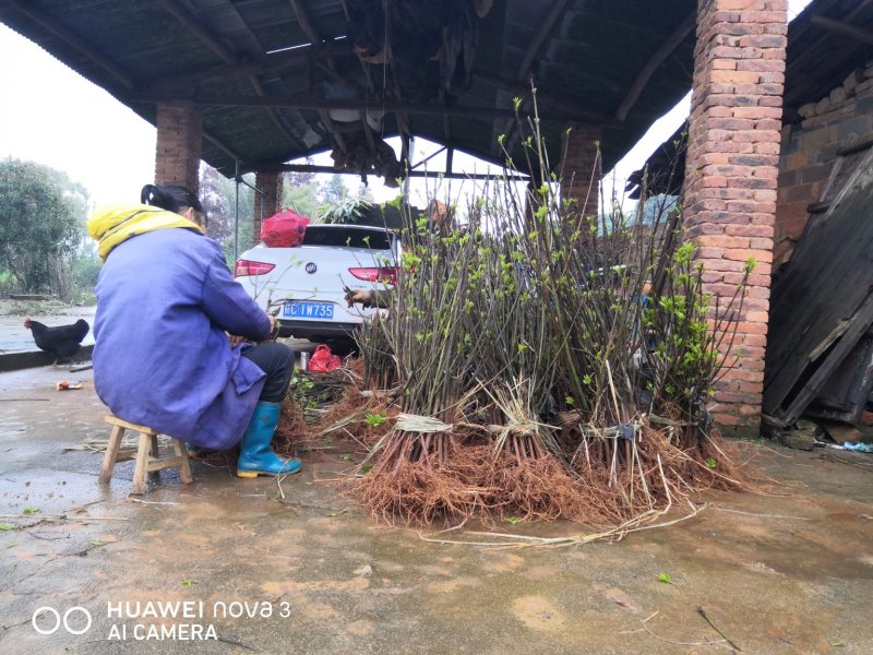 给湖南客户挖1000棵苗