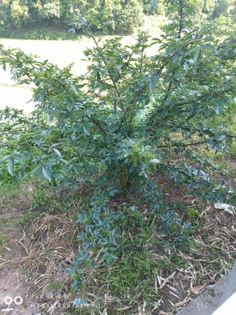 花椒苗