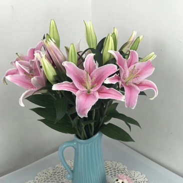 鲜花批发专区百合鲜切花索尔邦云南基地直发可视频看货
