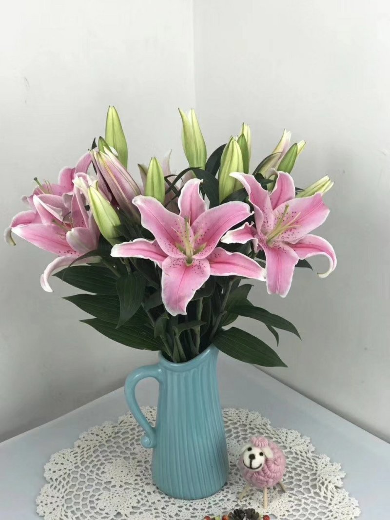 鲜花批发专区百合鲜切花索尔邦云南基地直发可视频看货