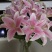 鲜花批发专区百合鲜切花索尔邦云南基地直发可视频看货