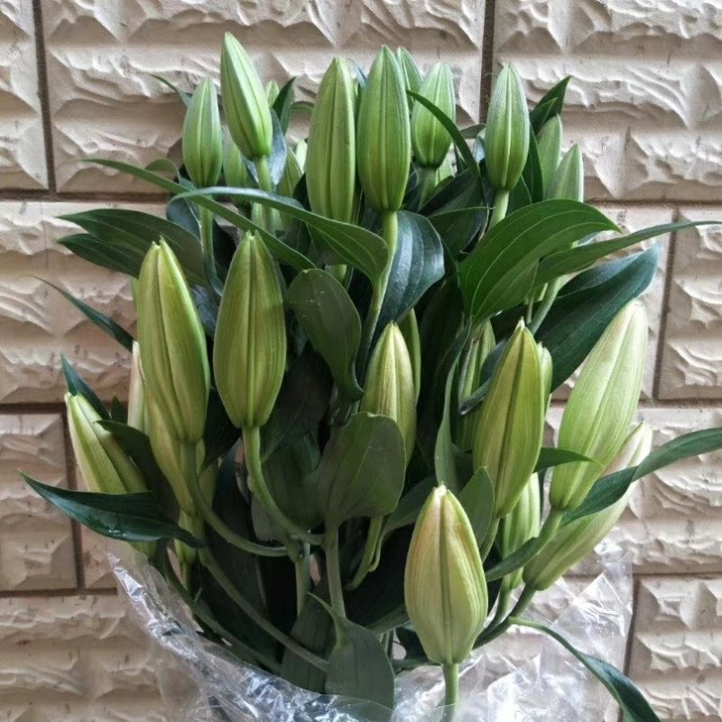 鲜花批发专区百合鲜切花索尔邦云南基地直发可视频看货