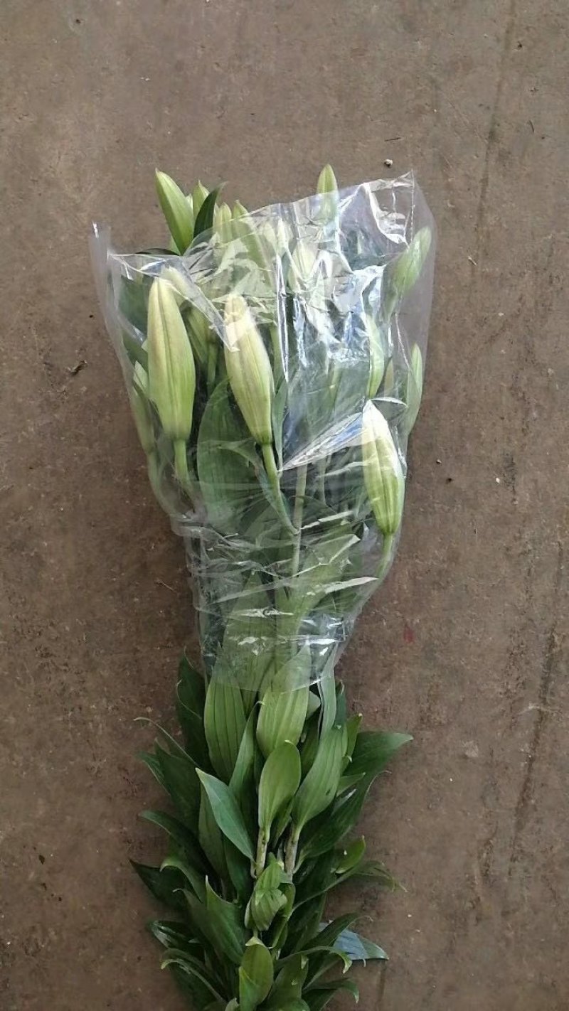 鲜花批发专区百合鲜切花索尔邦云南基地直发可视频看货