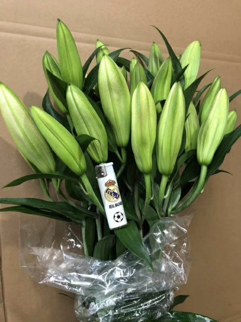 鲜花批发专区百合鲜切花索尔邦云南基地直发可视频看货
