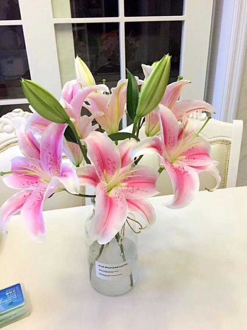 鲜花批发专区百合鲜切花索尔邦云南基地直发可视频看货