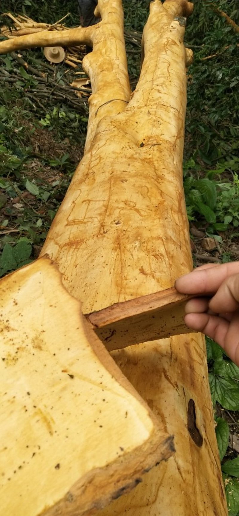 桂皮干出售大量出售