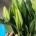 鲜花批发专区百合鲜切花索尔邦云南基地直发可视频看货