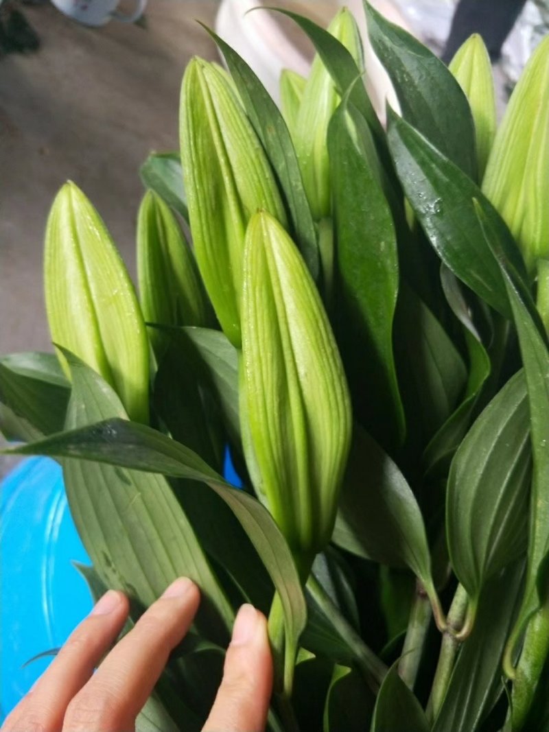 鲜花批发专区百合鲜切花索尔邦云南基地直发可视频看货