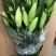 鲜花批发专区百合鲜切花索尔邦云南基地直发可视频看货