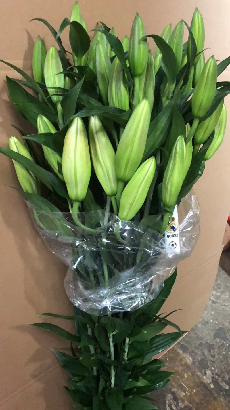 鲜花批发专区百合鲜切花索尔邦云南基地直发可视频看货