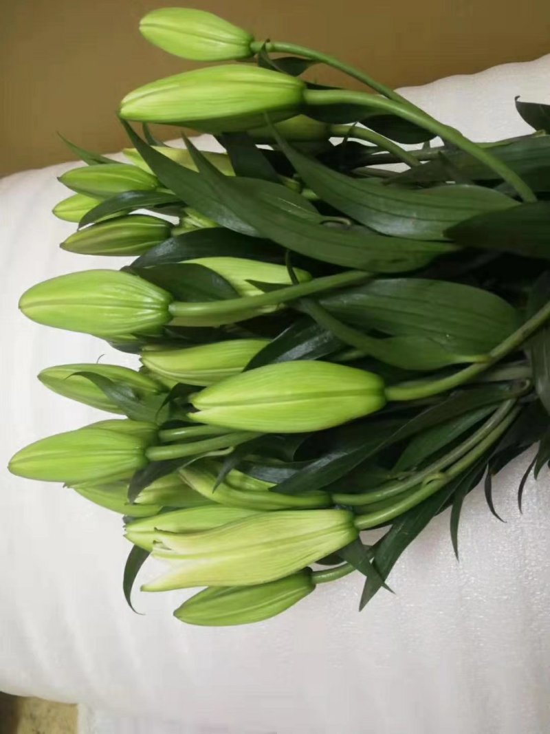 鲜花批发专区百合鲜切花索尔邦云南基地直发可视频看货