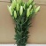 鲜花批发专区百合鲜切花索尔邦云南基地直发可视频看货