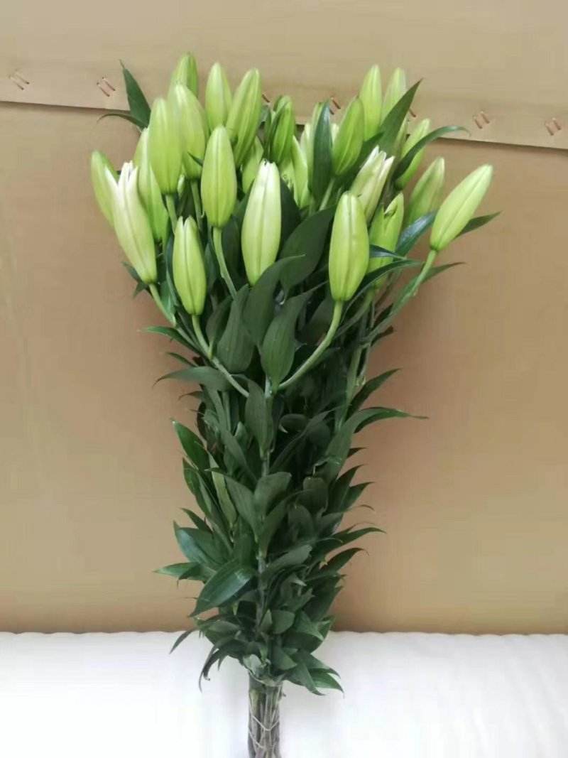 鲜花批发专区百合鲜切花索尔邦云南基地直发可视频看货